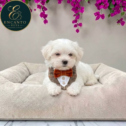 Cachorro Bichón Maltés / Maltese disponible - Imagen 5