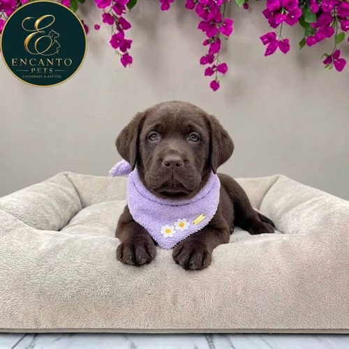 Cachorro LABRADOR RETRIEVIER CHOCOLATE LINEA AMERICANA disponible - Imagen 2