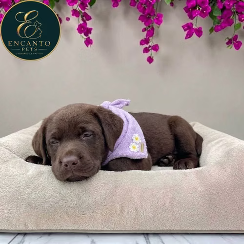 Cachorro LABRADOR RETRIEVIER CHOCOLATE LINEA AMERICANA disponible - Imagen 8