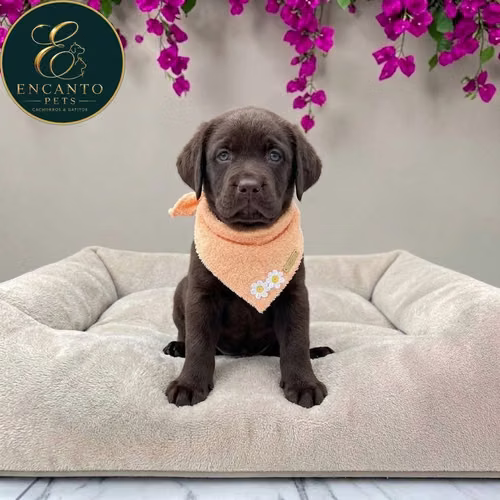 Cachorro LABRADOR RETRIEVIER CHOCOLATE LINEA AMERICANA disponible - Imagen 6