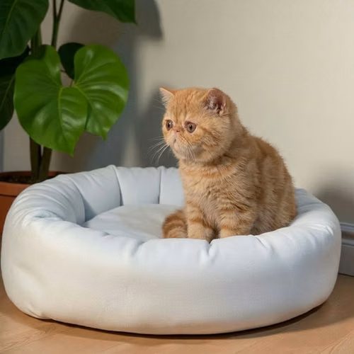 Gatito EXOTICO DE PELO CORTO disponible - Imagen 9