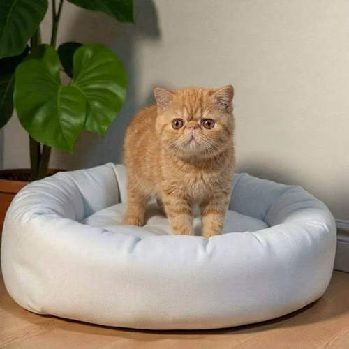 Gatito EXOTICO DE PELO CORTO disponible - Imagen 8