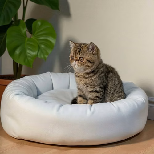 Gatito EXOTICO DE PELO CORTO disponible - Imagen 6