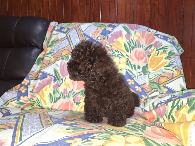 French poodles chocolate  - Imagen 2