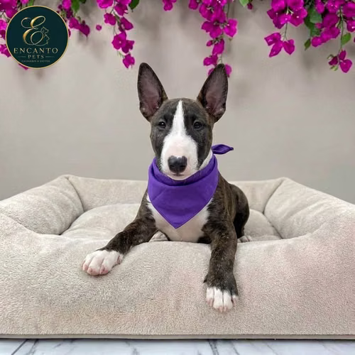 Cachorro Bull Terrier / Bull Terrier disponible - Imagen 2