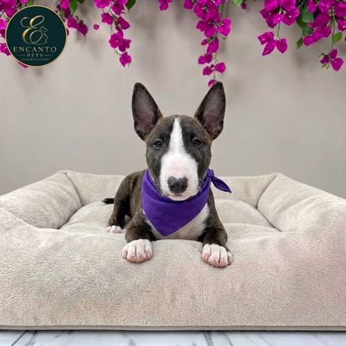 Cachorro Bull Terrier / Bull Terrier disponible - Imagen 3