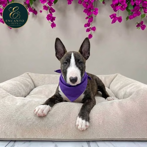 Cachorro Bull Terrier / Bull Terrier disponible - Imagen 9