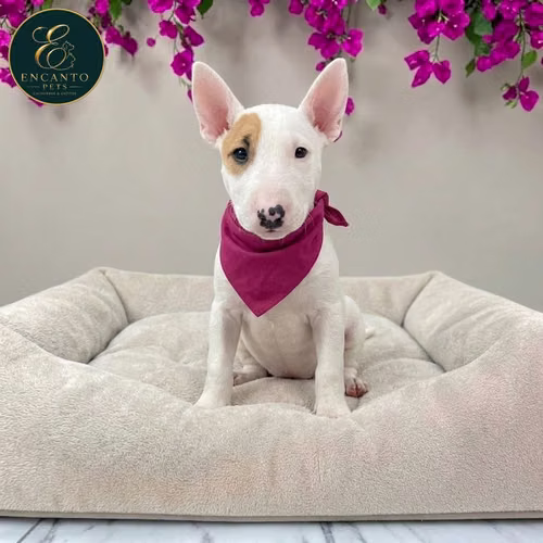 Cachorro Bull Terrier / Bull Terrier disponible - Imagen 8