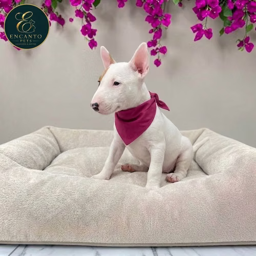 Cachorro Bull Terrier / Bull Terrier disponible - Imagen 7