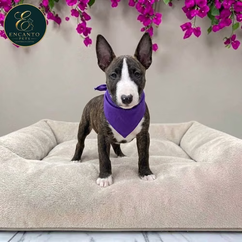 Cachorro Bull Terrier / Bull Terrier disponible