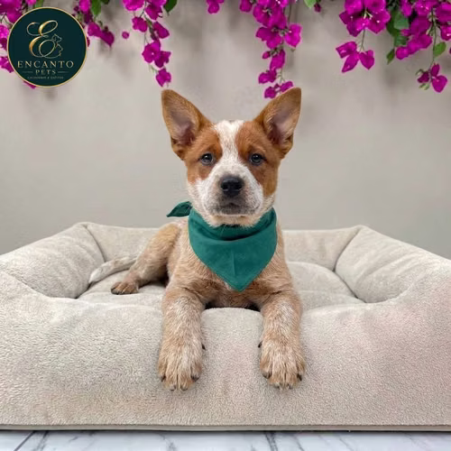 Cachorro BOYERO AUSTRALIANO RED HEELER disponible - Imagen 10
