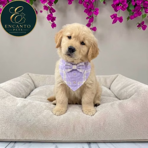 Cachorro GOLDEN RETRIEVER LINEA AMERICANA disponible - Imagen 8