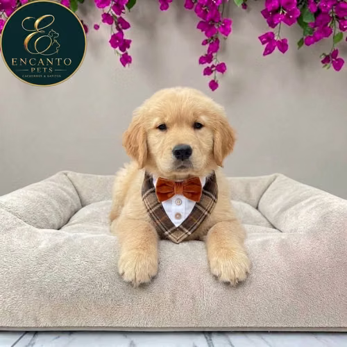 Cachorro GOLDEN RETRIEVER LINEA AMERICANA disponible - Imagen 2