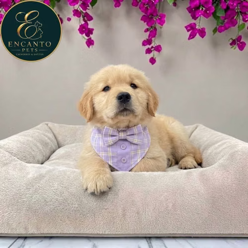 Cachorro GOLDEN RETRIEVER LINEA AMERICANA disponible - Imagen 9