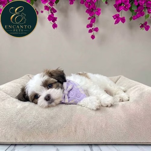 Cachorro Pequinés Maltés / Pekingese Maltese Mix disponible - Imagen 10