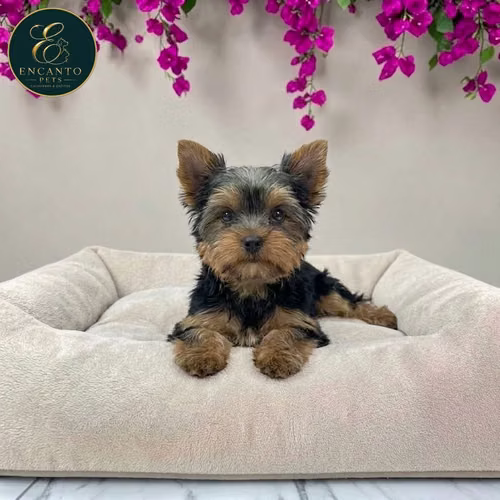 Cachorro Yorkie Miniatura / Yorkshire Terrier Miniature disponible - Imagen 10