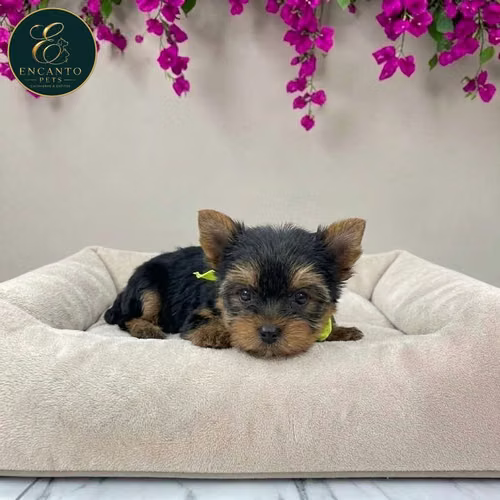 Cachorro Yorkie Miniatura / Yorkshire Terrier Miniature disponible - Imagen 6