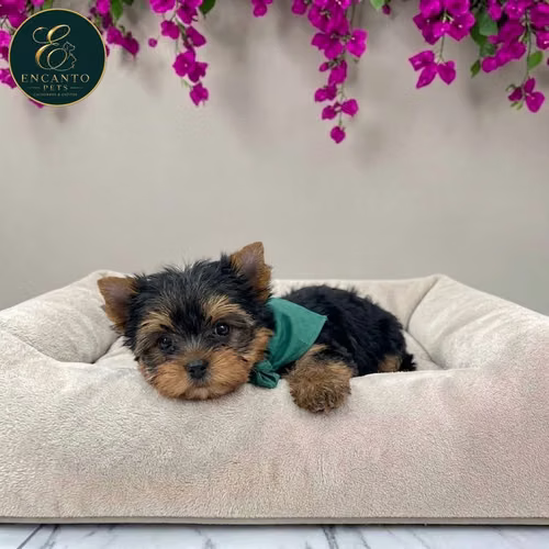 Cachorro Yorkie Miniatura / Yorkshire Terrier Miniature disponible - Imagen 2