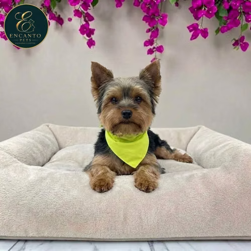 Cachorro Yorkie Miniatura / Yorkshire Terrier Miniature disponible - Imagen 9