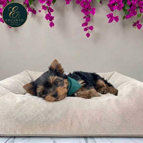 Cachorro Yorkie Miniatura / Yorkshire Terrier Miniature disponible - Imagen 3