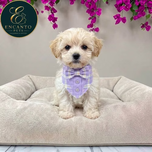 Cachorro MALTIPOO disponible