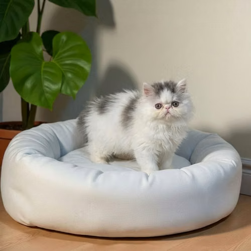 Gatito PERSA disponible - Imagen 2