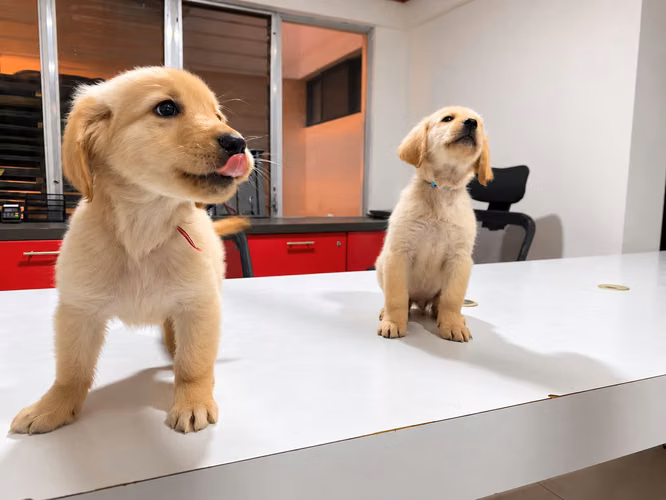 Cachorros Golden Retriever disponibles  - Imagen 8