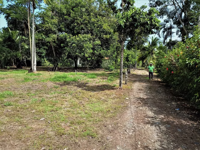Lotes titulados en calle privada con vista al mar, a 400 m de la playa y a 10 min de la famosa Laguna de Gandoca. - Imagen 6