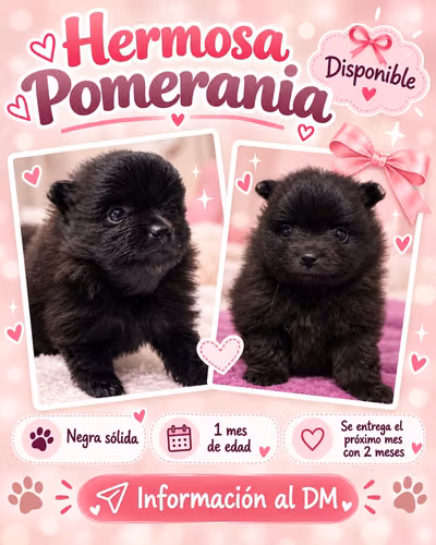 Pomerania Hembra