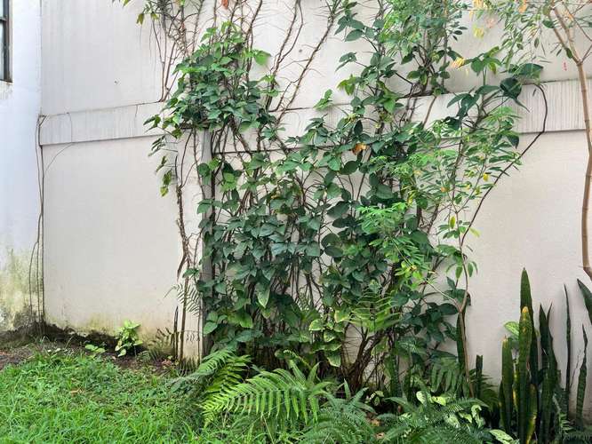 ALQUILER APARTAMENTO SAN PEDRO 