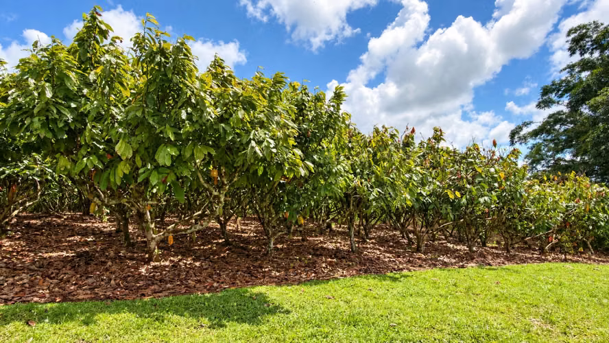 ¡Oportunidad! Finca de Cacao Premium de Exportación con Potencial Turístico Boutique en San Carlos - Imagen 19