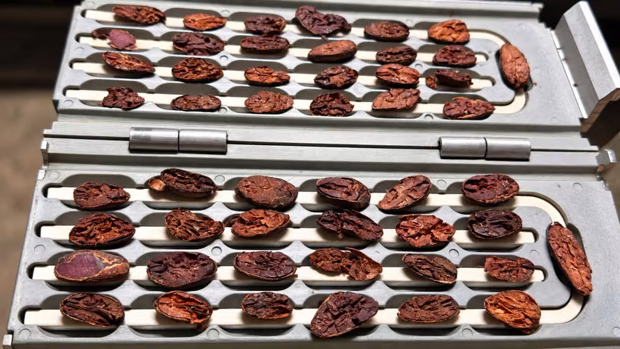 ¡Oportunidad! Finca de Cacao Premium de Exportación con Potencial Turístico Boutique en San Carlos - Imagen 20