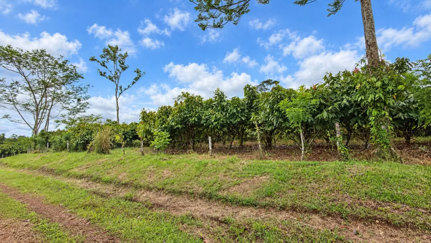 ¡Oportunidad! Finca de Cacao Premium de Exportación con Potencial Turístico Boutique en San Carlos - Imagen 18