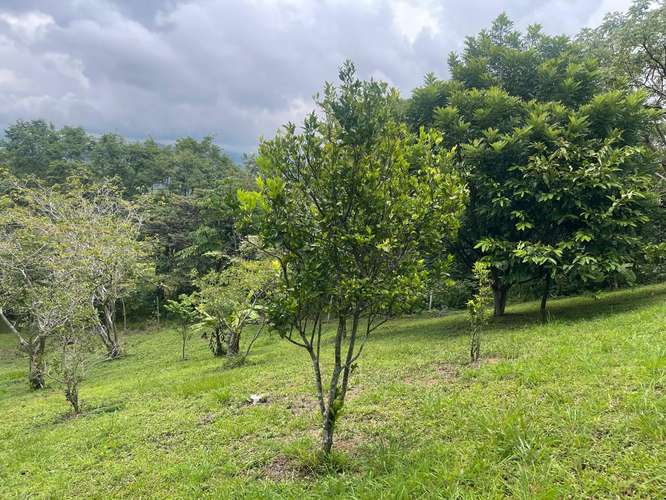 Propiedad en venta. Lista para desarrollar un proyecto turístico, de bienestar o de retiros! - Imagen 14