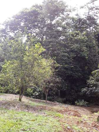 ID #1420 GUACIMO LIMON HERMOSA PROPIEDAD CON CASA 6115m2