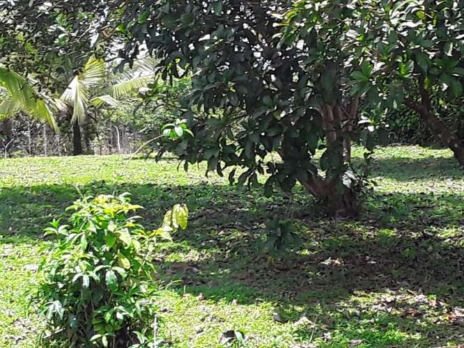 ID #1420 GUACIMO LIMON HERMOSA PROPIEDAD CON CASA 6115m2