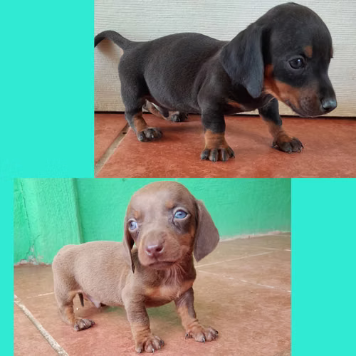 Salchicha mini MACHOS venta