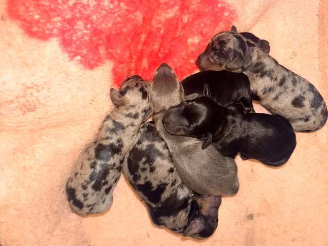 Hermosos cachorros salchichas - Imagen 3