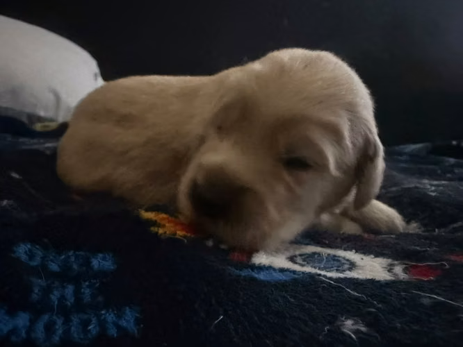 Golder Retriever (3 disponibles)