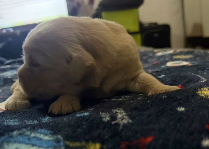 Golder Retriever (3 disponibles) - Imagen 3