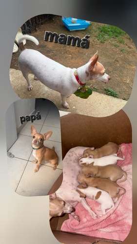 Chihuahua 200 hembras y macho