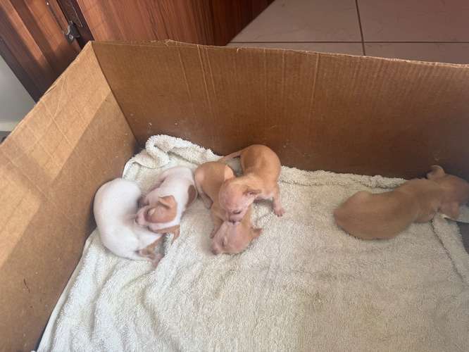 Chihuahua 200 hembras y macho
