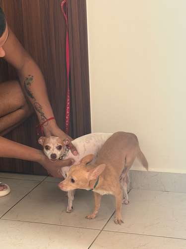 Chihuahua 200 hembras y macho