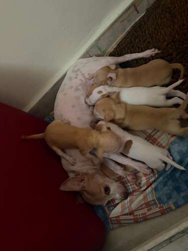 Chihuahua 200 hembras y macho