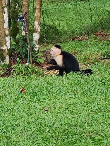 Rainforest Home For Rent – La Tigra, San Carlos, Costa Rica