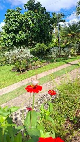 Rainforest Home For Rent – La Tigra, San Carlos, Costa Rica