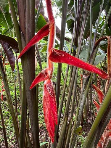 Rainforest Home For Rent – La Tigra, San Carlos, Costa Rica