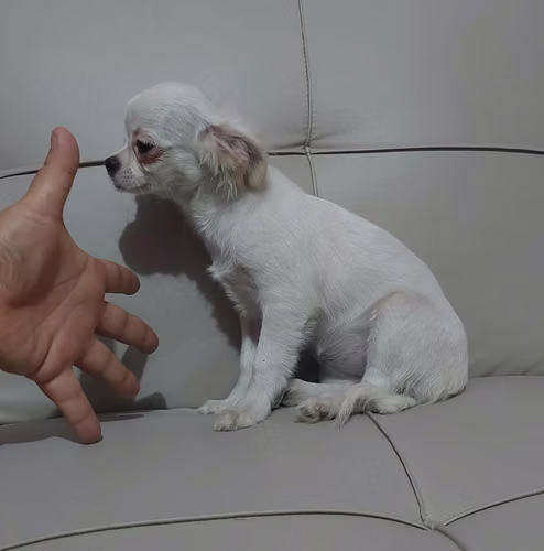 Chihuahua pelo largo  - Imagen 4
