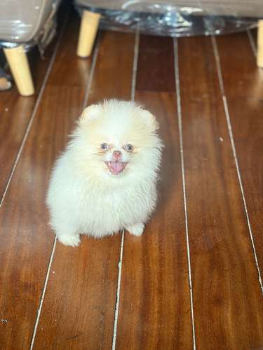 Hembra Pomeranian EXÓTICA LÍNEA RUSA CHOCOLATE  - Imagen 3