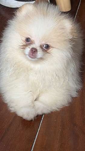 Hembra Pomeranian EXÓTICA LÍNEA RUSA CHOCOLATE  - Imagen 2